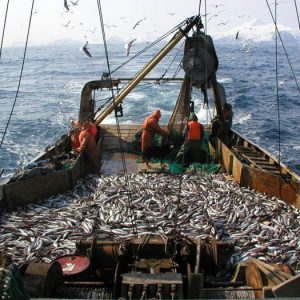 Вылов российских рыбаков к середине марта достиг 1 млн тонн